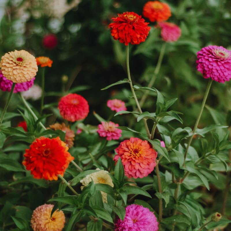 2 Mix Zinnia Plants Live, Zinnia Live Plants for Planting, Flower Plant Tree, 4 Inches Pot
