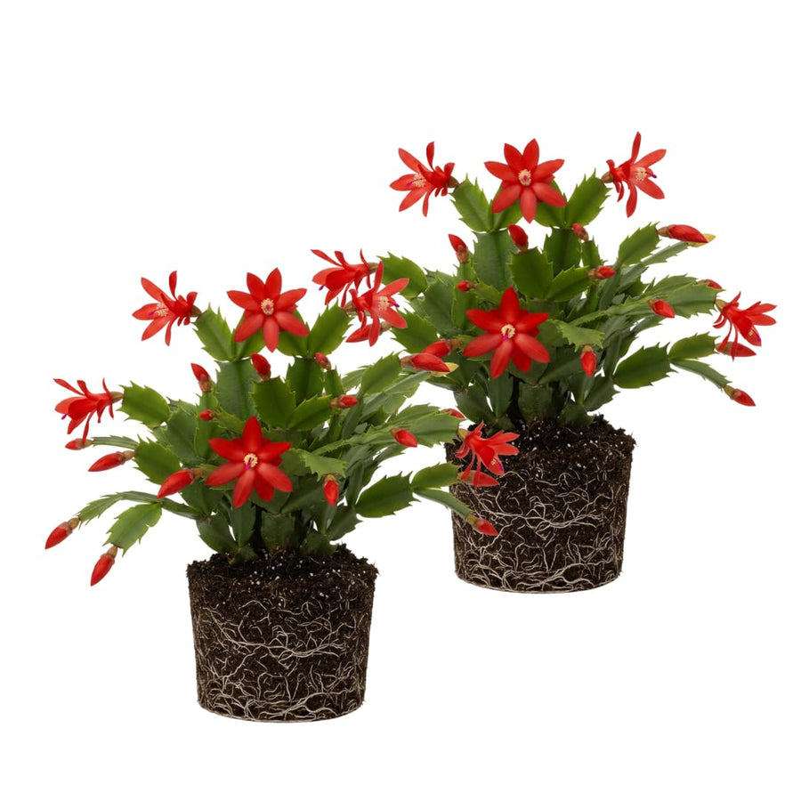 2 Christmas Cactus Plants Live, Holiday Blooming Indoor Plants Live Houseplants, Hanging Baskets Easy Care, Well-Rooted 5-8" Tall, No Pot, Bareroots, Single Stems (Purple Christmas Cactus)