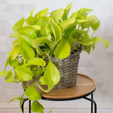 2 Pothos Live Plants, Live Pothos Plant, 3 to 5 Inc Tall, Indoor House Plants Outdoor (Green)