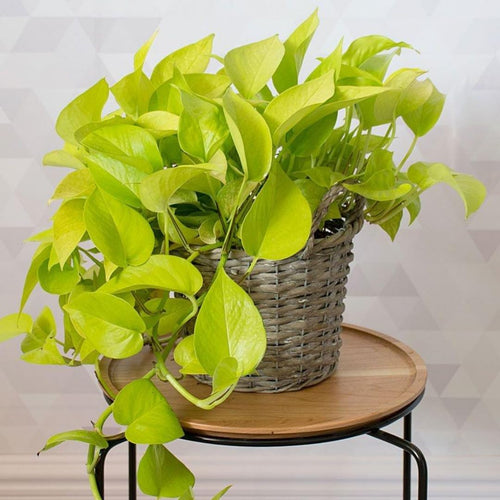 2 Pothos Live Plants, Live Pothos Plant, 3 to 5 Inc Tall, Indoor House Plants Outdoor (Green)