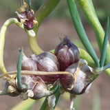 100 Egyptian Walking Onion Seeds for Planting - Heirloom Perennial Onion Seeds, Hardy Vegetable Seeds for Outdoor Garden