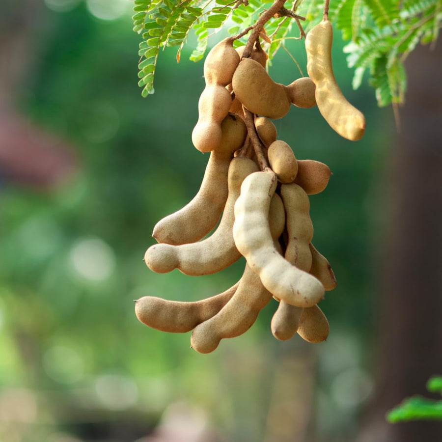 Live Tamarind Tree Plant, Tamarind Fruit Tree, Tropical Fruit, 4 Inch Pot, Ready for Planting