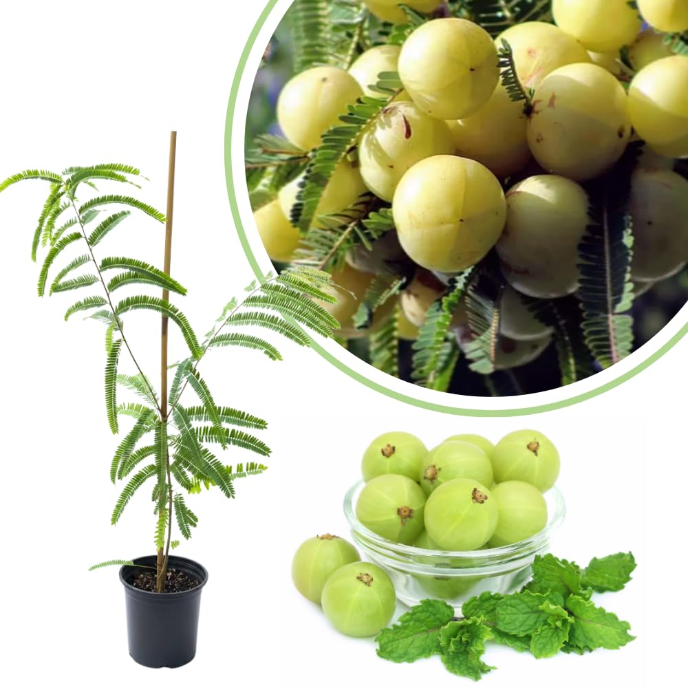 Gooseberry Tree Live, Gooseberry Fruit Plant for Outdoor Planting, 3 Feet Tall Ready to Grow