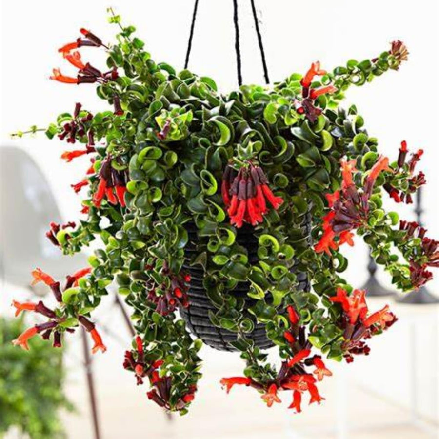 YOKEBOM 1 Aeschynanthus Curly Lipstick Vines 3 Inc Pot, Twisted Lipstick Plants Live for Planting
