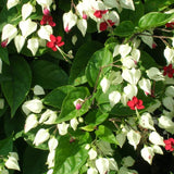 2 White Bleeding Heart Vine 5 to 9 Inch Tall, Clerodendrum Bleeding Heart Plants Live Well Rooted, Ornamental Flowers