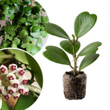 Hoya Kerrii Plant Live, 3-5'' Tall, Hoya Plants Live Houseplant, Well-Rooted for Indoor Outdoor Landscape