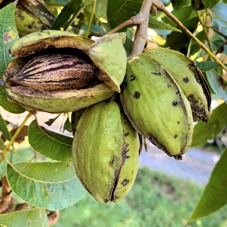 White Walnut Tree Live Plant in Gallon Pot, Dormant Butternut Tree 1 to 2 Year Old Well-Rooted for Planting, Cannot Ship to CA