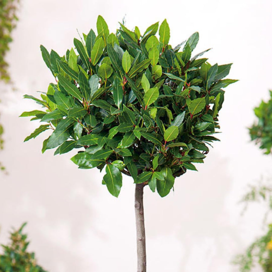 1 Year Old Bay Leaf Tree Live Plant Well-Rooted, 6-10" Tall, Sweet Bay Laurel Laurus Nobilis Plant for Outdoor Indoor Planting Herb