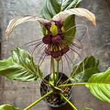 Pack 2 Mixed Tacca Chantrieri Plants Live, Black Orchid Bat Flower 3-6 Inches, Indoor Houseplant, Outdoor Planting