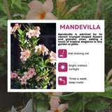 2 Peach Mandevilla Live Plants, Mandevilla Flowering Vines Trellis, 4-9 Inch Tall Plants for Hanging Baskets, Container and Garden Growing