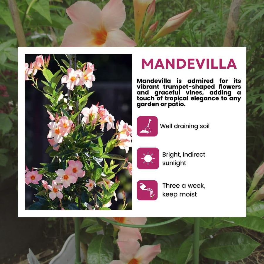 2 Peach Mandevilla Live Plants, Mandevilla Flowering Vines Trellis, 4-9 Inch Tall Plants for Hanging Baskets, Container and Garden Growing
