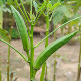 Okra Live Plant in 4" Pot, Okra Seedling from 3-5 Inches Tall, Edible Vegetable Plant for Outdoor Growing, Backyard Gardens and Raised Beds, 2PPP