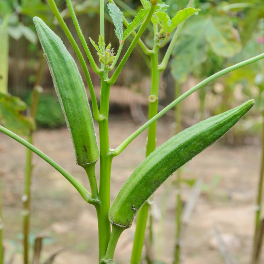 Okra Live Plant in 4" Pot, Okra Seedling from 3-5 Inches Tall, Edible Vegetable Plant for Outdoor Growing, Backyard Gardens and Raised Beds, 2PPP