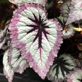 Set 3 Begonias Live Plants, Pink Fire Begonia, No Pot, Starter 4 to 8 Inc Tall, Indoor Outdoor Houseplant