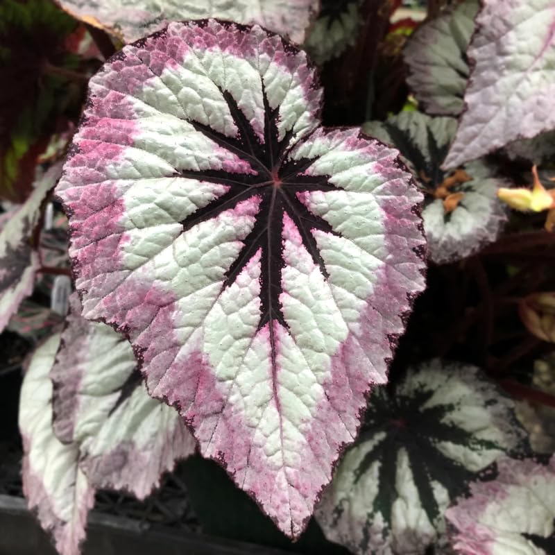 Set 3 Begonias Live Plants, Pink Fire Begonia, No Pot, Starter 4 to 8 Inc Tall, Indoor Outdoor Houseplant