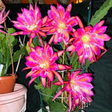 Epiphyllum Plants Live, 2 Plants per Pot, Orchid Cactus Plants for Indoor and Outdoor Planting, Well Rooted Orchid Cactus Plant, Ready to Plant (Pink Epiphyllum)