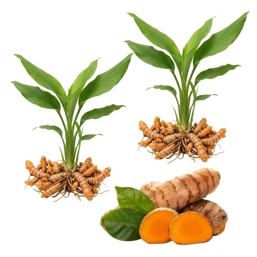 Pack 8 Turmeric Roots for Planting, Fresh Yellow Turmeric Root, Curcuma Longa, Ready for Indoor Outdoor Gardening