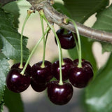 2 Black Cherry Trees Live Plants, 12-18 Inch Tall, Wild Black Cherry Plant Live, Sweet Cherry Fruit Tree, Bareroots Dormant