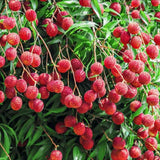 Lychee Tree Live Plant 10-12 Inch Tall, Sweet Lychee Plant Live, Tropical Litchi Fruit Tree, in Half Gallon Pot