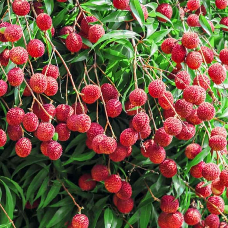 Lychee Tree Live Plant 10-12 Inch Tall, Sweet Lychee Plant Live, Tropical Litchi Fruit Tree, in Half Gallon Pot