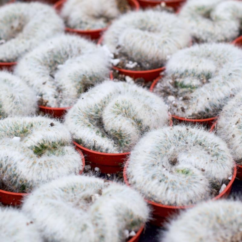 White Cactus Live Plant in 4" Pot, Rare Cactus Succulent for Home Décor, Indoor Outdoor Growing