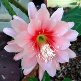 Epiphyllum Orchid Cactus Live Plant, 2 Plants Per Pot, Blooming Orchid Cactus for Indoor or Outdoor Growing (Salmon Epiphyllum)