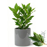 Bay Leaf Tree Live Plant, Well-Rooted 8-10" in Tall, Fast-Growing, Sweet Laurus Nobilis Bay Laurel Plant for Outdoor Indoor Herb