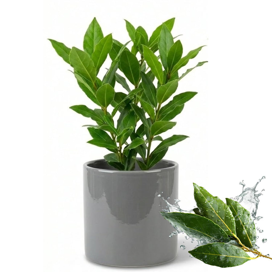 Bay Leaf Tree Live Plant, Well-Rooted 8-10" in Tall, Fast-Growing, Sweet Laurus Nobilis Bay Laurel Plant for Outdoor Indoor Herb