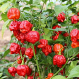Set 2 Carolina Reaper Pepper Plants Live, 90 Days Old Pepper, World Hottest Pepper Plants, No Pot
