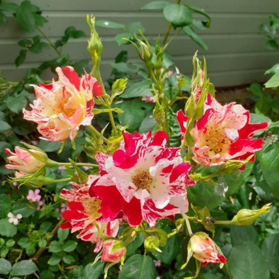 Fourth of July White Red Climbing Rose Live Plant Bare Root, Live Rose Bushes Ready to Plant Outdoor, 7-12 Inc Tall, Well Rooted, Cold Hardy