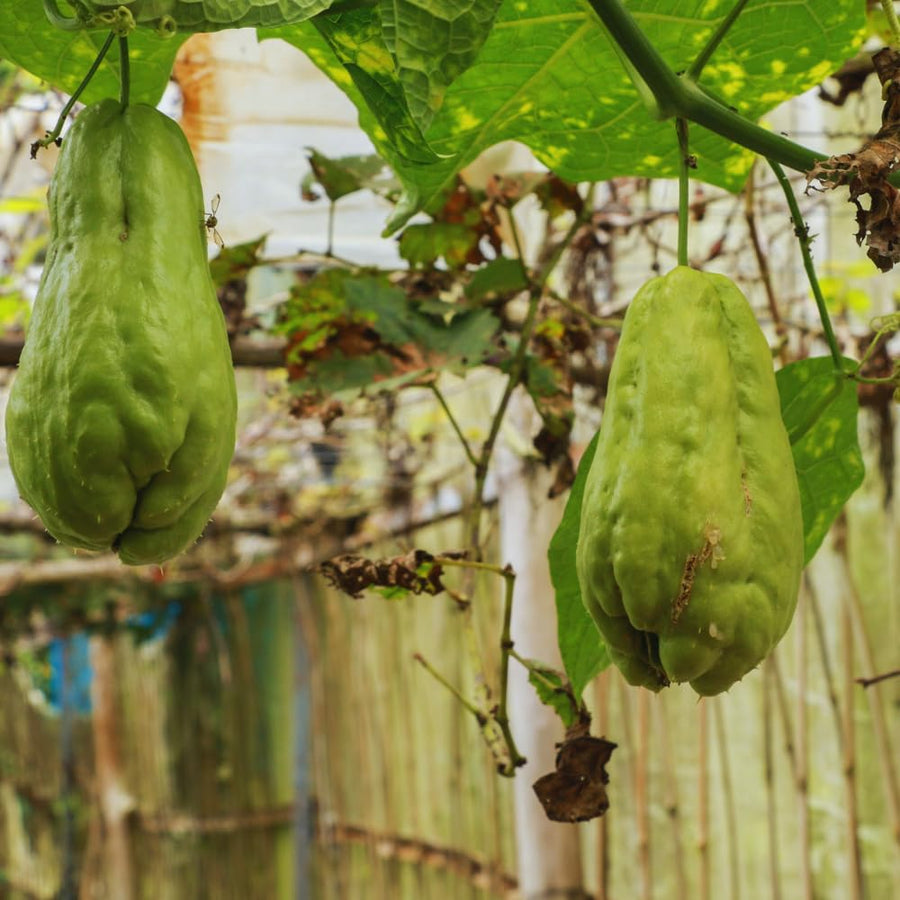 Chayote Squash Plant Live, Vegetable Plant Live, 8 to 10 Inc Tall