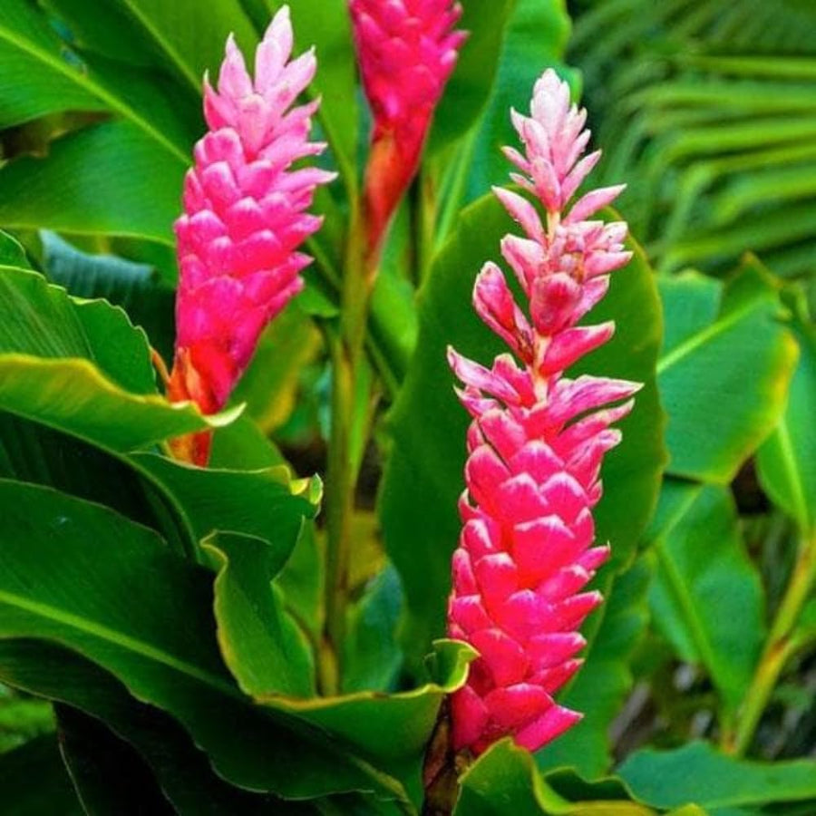 Pink Ginger Plant Live for Planting, Hawaiian Ginger Flower Plant, Tropical Ginger Plant Well-Rooted for Indoor Outdoor Growing, 5-9" Tall