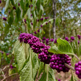 American Beautyberry Live Plant, Beauty Berry Shrub for Outdoor Garden, 12+ Inches Tall, 2-3 Year Old, Vibrant Purple Berry Bush, No Pot