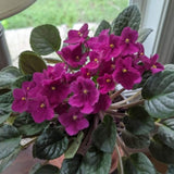African Violets Live Plant 4-8 Inches Tall, 4 Inch Pot, African Violets Plants Live, Flowering Houseplant for Planting (Bright Magenta African Violets)