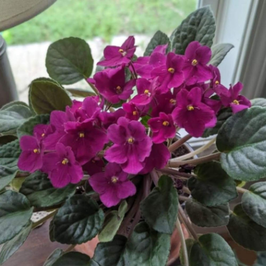 African Violets Live Plant 4-8 Inches Tall, 4 Inch Pot, African Violets Plants Live, Flowering Houseplant for Planting (Bright Magenta African Violets)