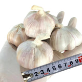 1 LB Jumbo Size Softneck Garlic for Planting in Spring, Soft Neck Garlic Bulbs for Planting, Fresh and High Yield, Cold Hardy, Fast-Growing, 5-6 Bulbs Garlic