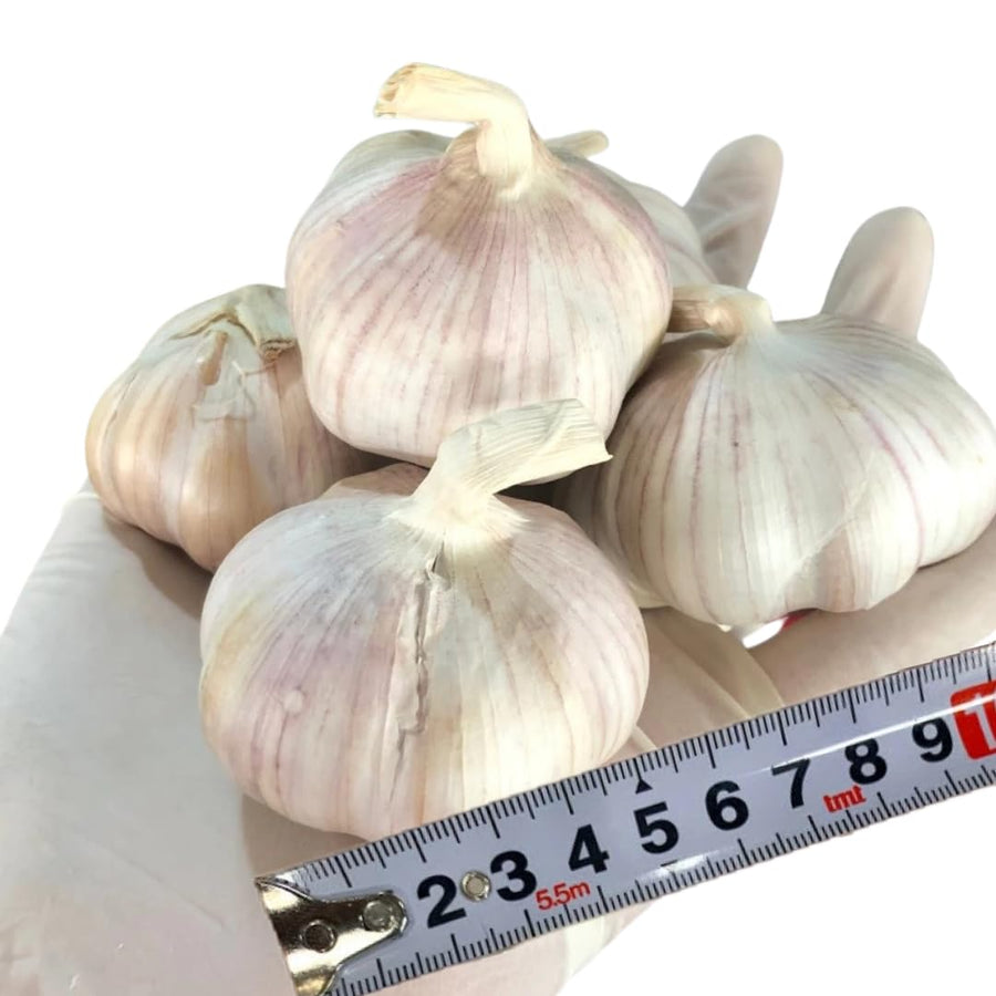 1 LB Jumbo Size Softneck Garlic for Planting in Spring, Soft Neck Garlic Bulbs for Planting, Fresh and High Yield, Cold Hardy, Fast-Growing, 5-6 Bulbs Garlic