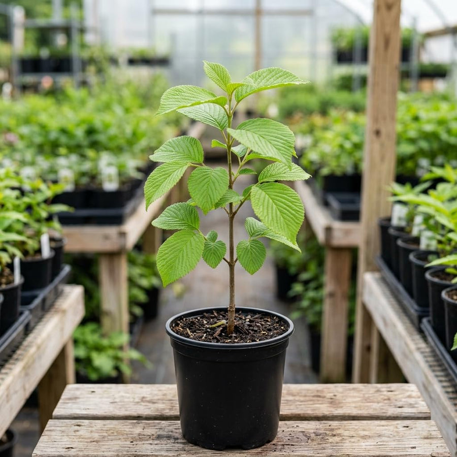 Viburnum Live Plant, Snowball Bushes Ready to Plant, 2.5 Inc Pot, 4-8 Inc Tall, Bare Root Plant, Snowball Viburnum Bush, White Bloom, Hardy Shrub for Landscaping, Outdoor Garden