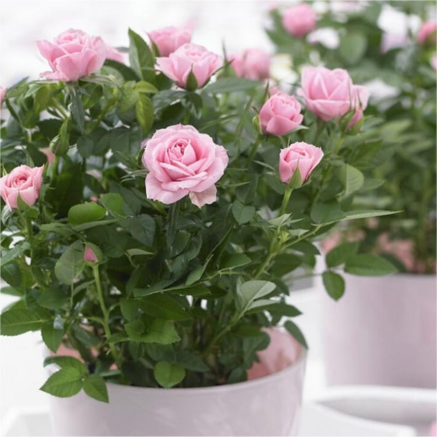 Miniature Rose Plant, Live 3.5” Potted Rose, Compact, Colorful Flowering Rose Bush for Indoor Outdoor Gardens (Light Pink)