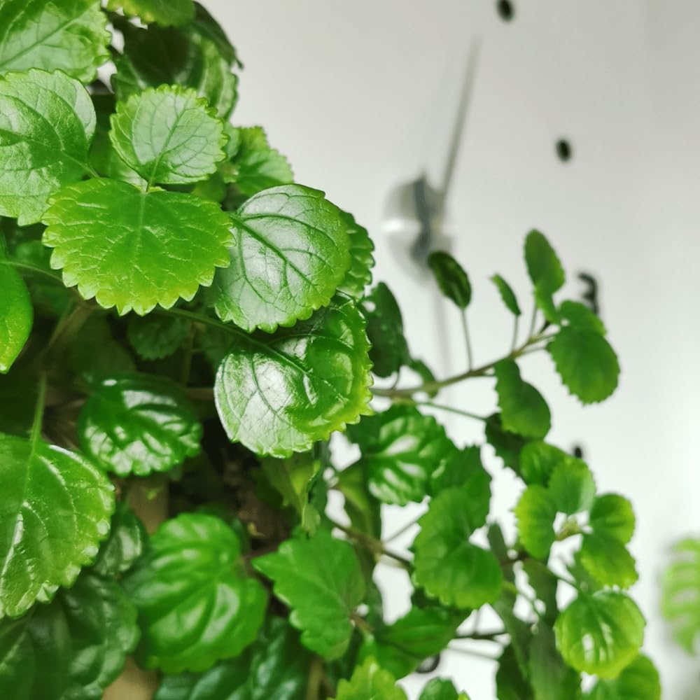 2 Green Swedish Ivy Plants Live for Planting - in 2 Inch Pot - Swedish Ivy Mint Seedlings 5" Tall