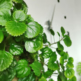 2 Green Swedish Ivy Plants Live for Planting - in 2 Inch Pot - Swedish Ivy Mint Seedlings 5" Tall