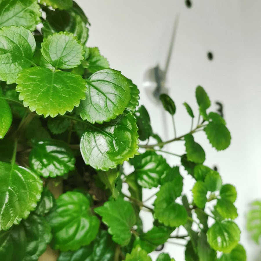 2 Green Swedish Ivy Plants Live for Planting - in 2 Inch Pot - Swedish Ivy Mint Seedlings 5" Tall