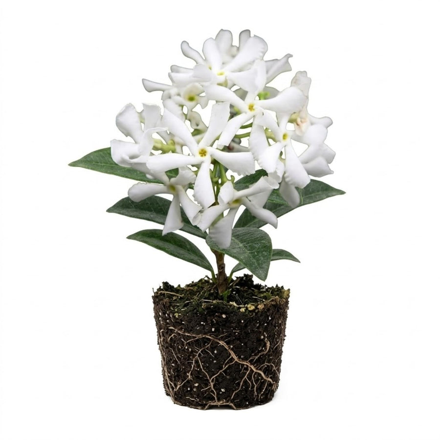 Star Jasmine Plant, Fragrant Jasmine Flower Vine 4-8 Inches Well Rooted for Container, Hanging Basket Growing