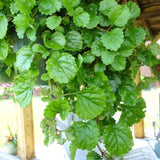 Set 2 Plectranthus Swedish Ivy Plants Live Ready to Grow, Green Swedish Ivy Mint Herb Starter Plants Indoor Outdoor Hanging Basket Houseplant