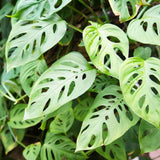 2 Swiss Cheese Monstera Live Plants, Indoor Houseplant, Home Plant Ready to Grow 4-6 Inches