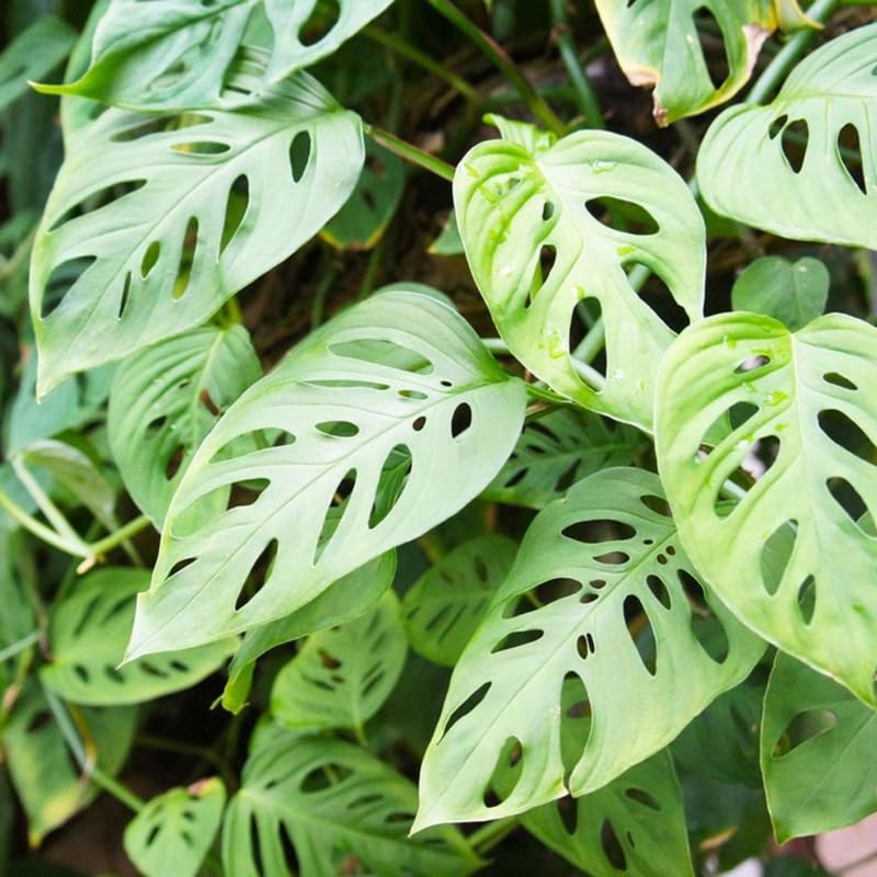 2 Swiss Cheese Monstera Live Plants, Indoor Houseplant, Home Plant Ready to Grow 4-6 Inches