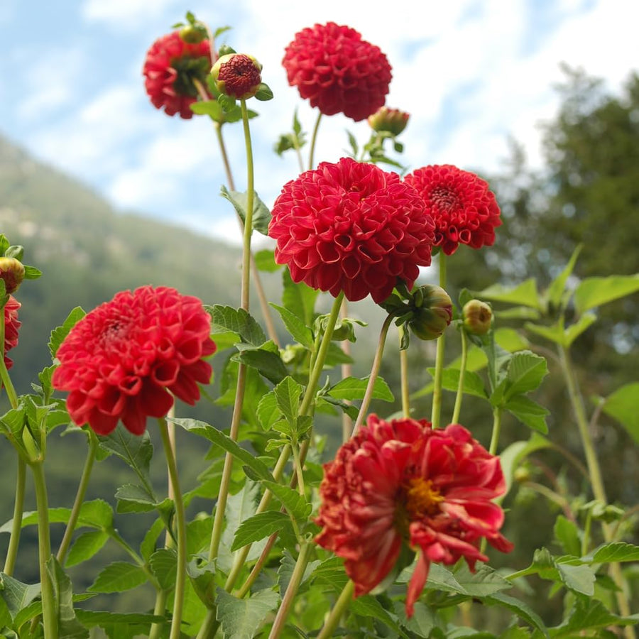 Dahlia Tuber for Planting, Red Dahlia Flower for Summer Blooms, Large and Vibrant Flowers, Suited for Zones 8 to 11