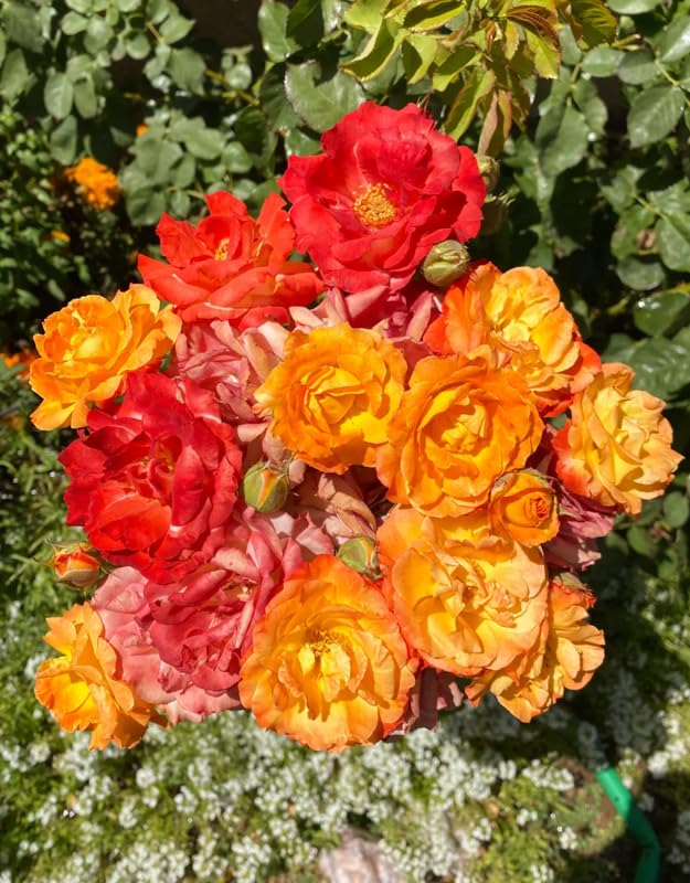 Orange Gold Rose Live Plant, Climbing Rose Plant Live, Climber Plant for Planting, No Leaf, Trim Back, Well Rooted, Bare Root