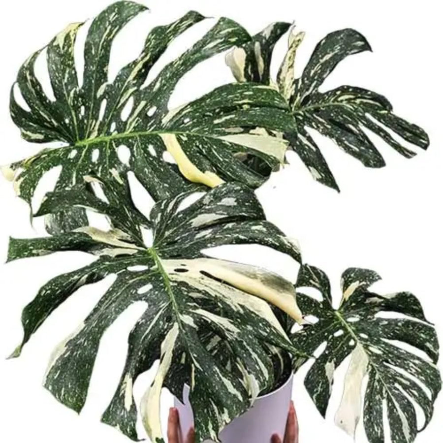 Philodendron Live Plant, Rare Variegated Houseplant for Home or Office, 5-8" Tall Tropical Indoor Plant (Variegated Philodendron Monstera Constellation)