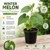 Winter Melon Live Plant, Winter Melon Vine, 4-6" Tall in 4 Inch Pot, Fast Growing, Large Green Fruit